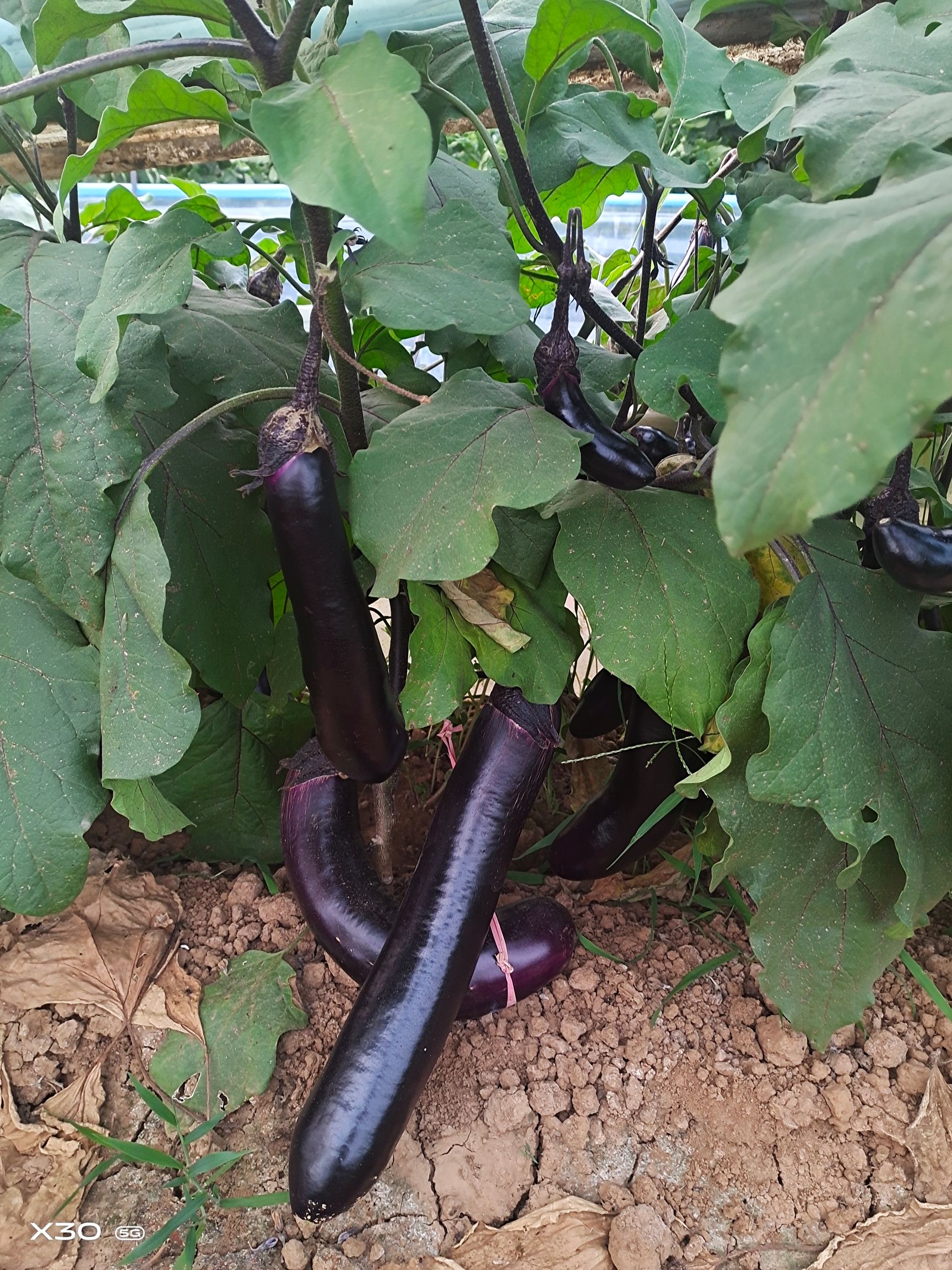【精选苗】茄子苗 圆茄子苗黑宝红宝早熟抗病耐热免费技术指导