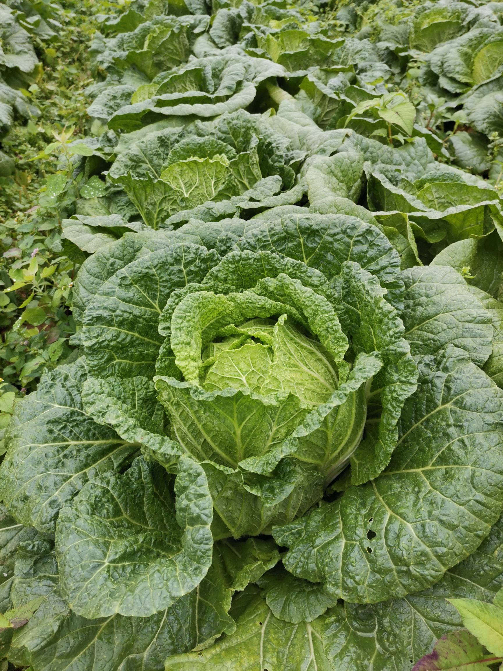 白菜大量供应