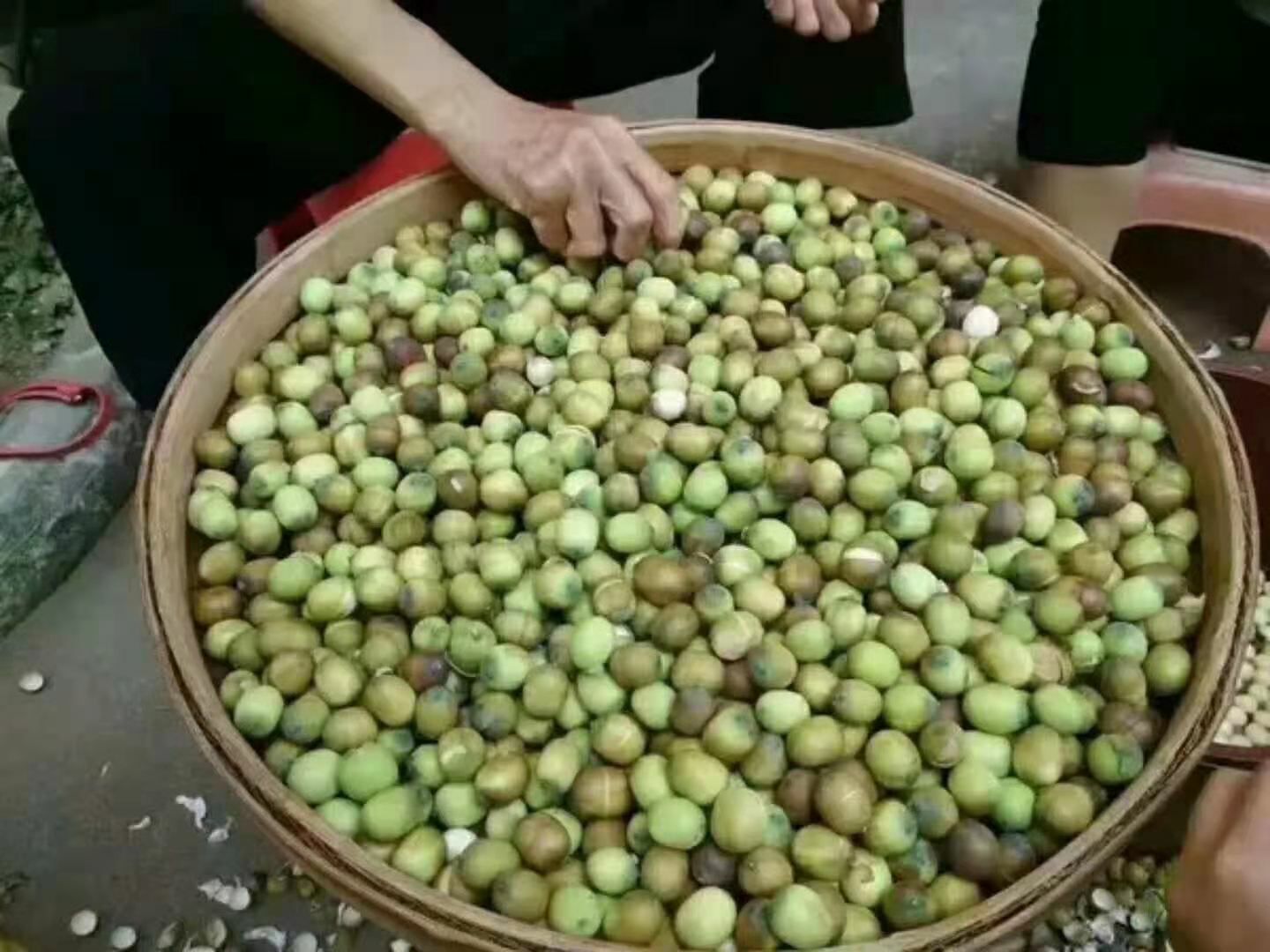 莲子  农户家手工做白莲，质量保证，烘干度  欢迎采购