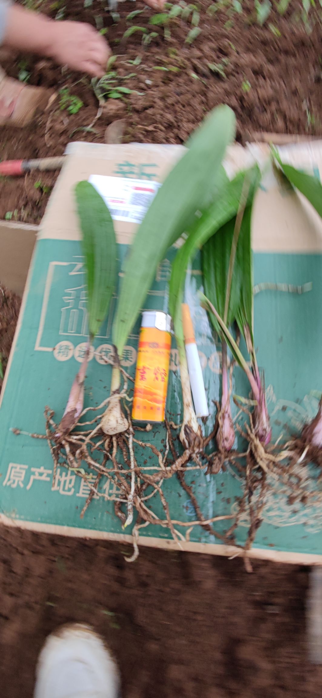 山慈菇  冰球子小苗，云南杜鹃兰，独蒜兰，山茨菇，独叶白芨，