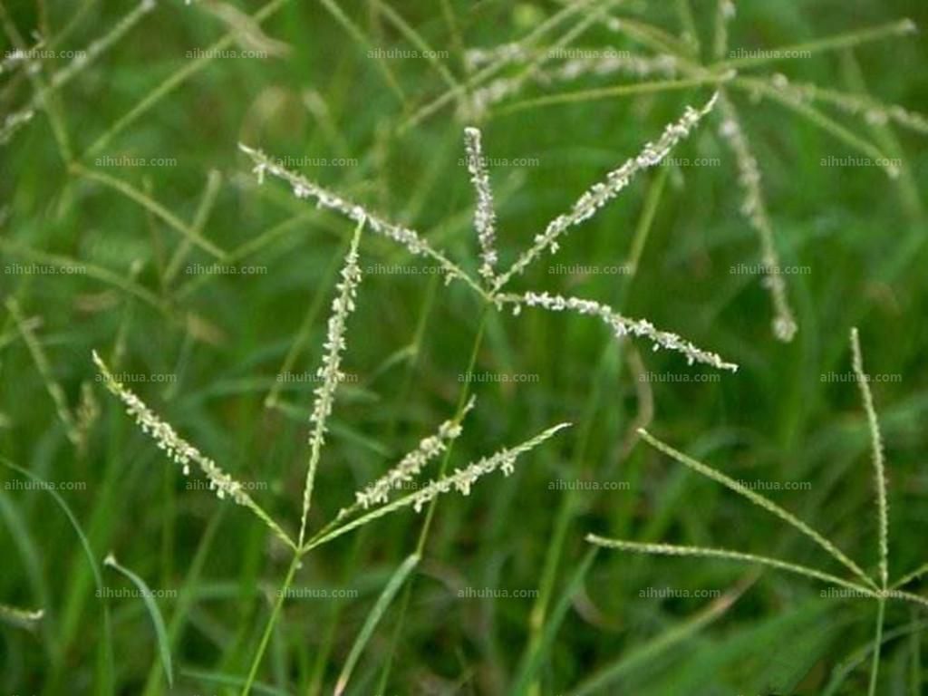 狗芽根草坪种子