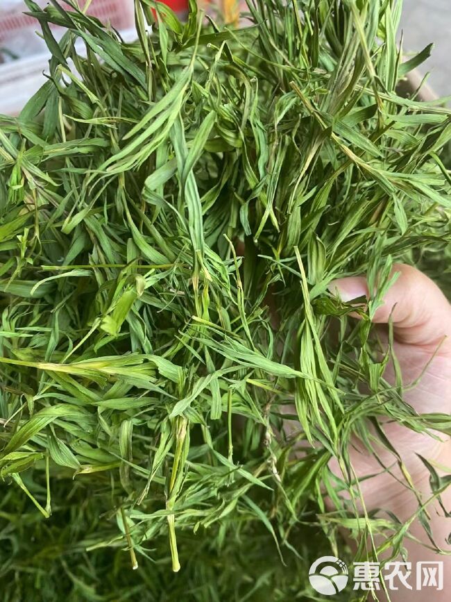 竹叶茶 颜色漂亮 竹叶青茶 绿茶 大量批发 货发全国