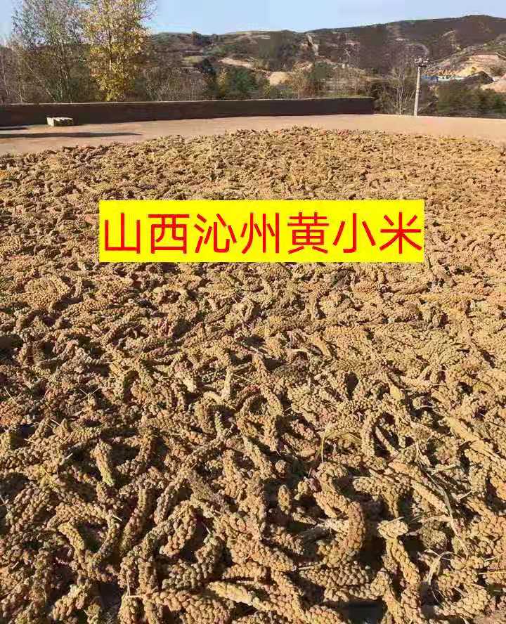 黄小米  2025年新米山西正宗沁州黄自产自销无污染食品，营
