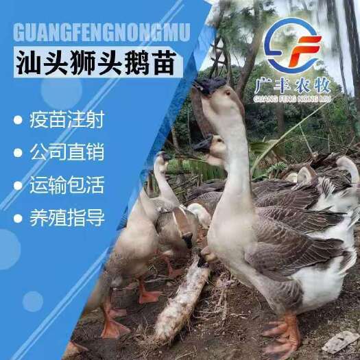 南宁狮头鹅苗  汕头狮鹅大型鹅种 品质优越 包打疫苗 技术跟进成品回