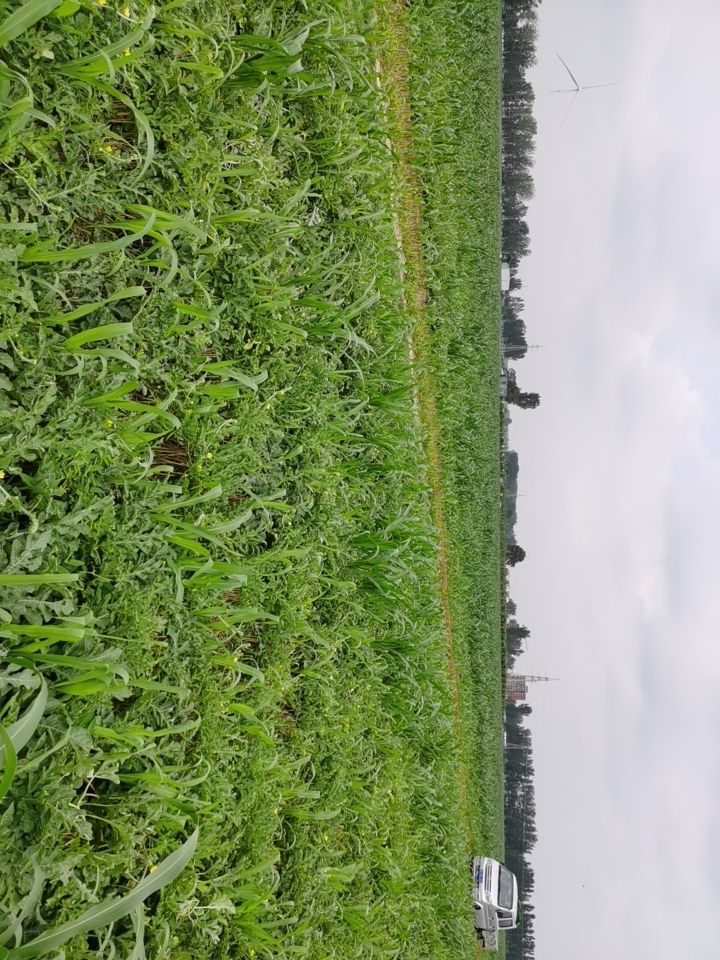 龙卷风西瓜 西瓜