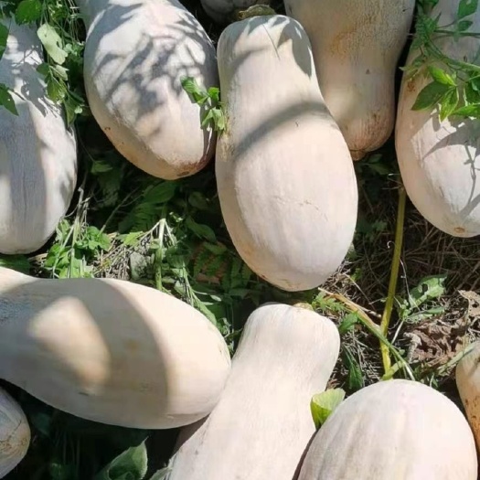 蜜本南瓜  密本南瓜