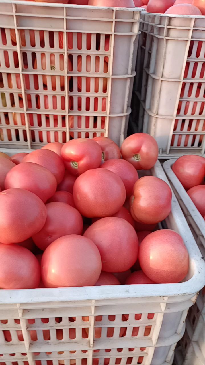 聊城山东聊城硬粉西红柿现货大量供应
