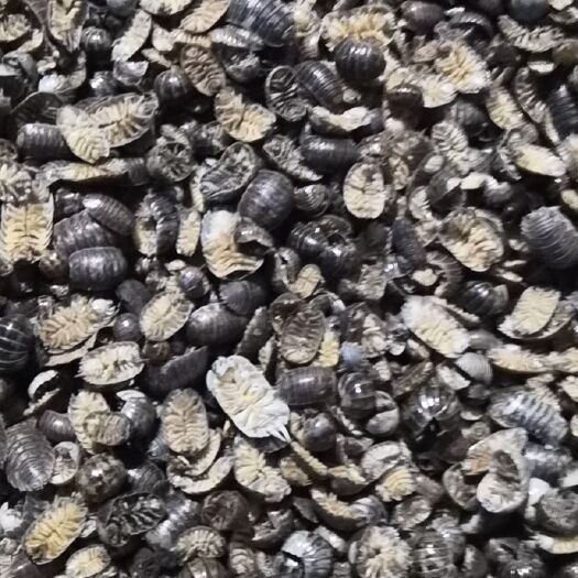 鼠妇虫，潮虫，西瓜虫，自己抓的干货，干净无套路！