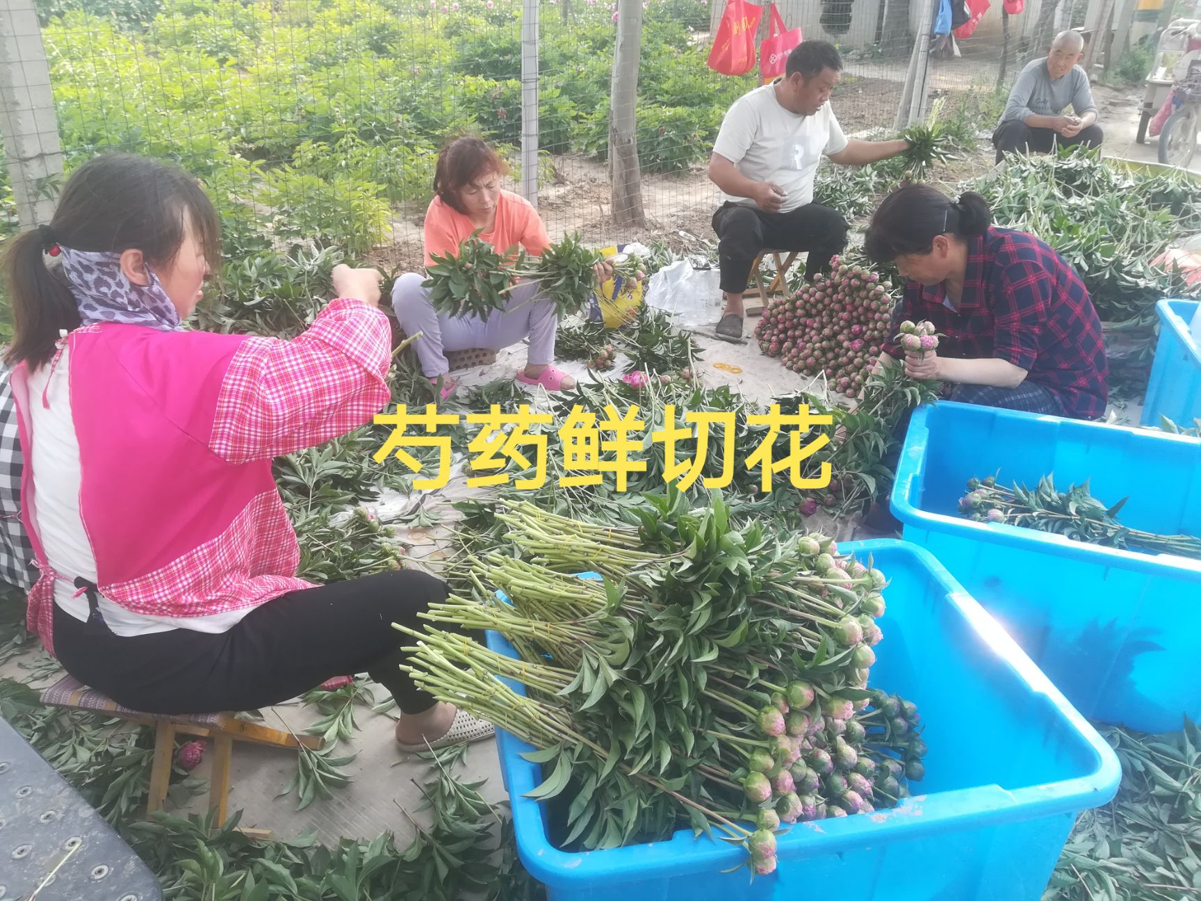 独杆观赏牡丹～花王