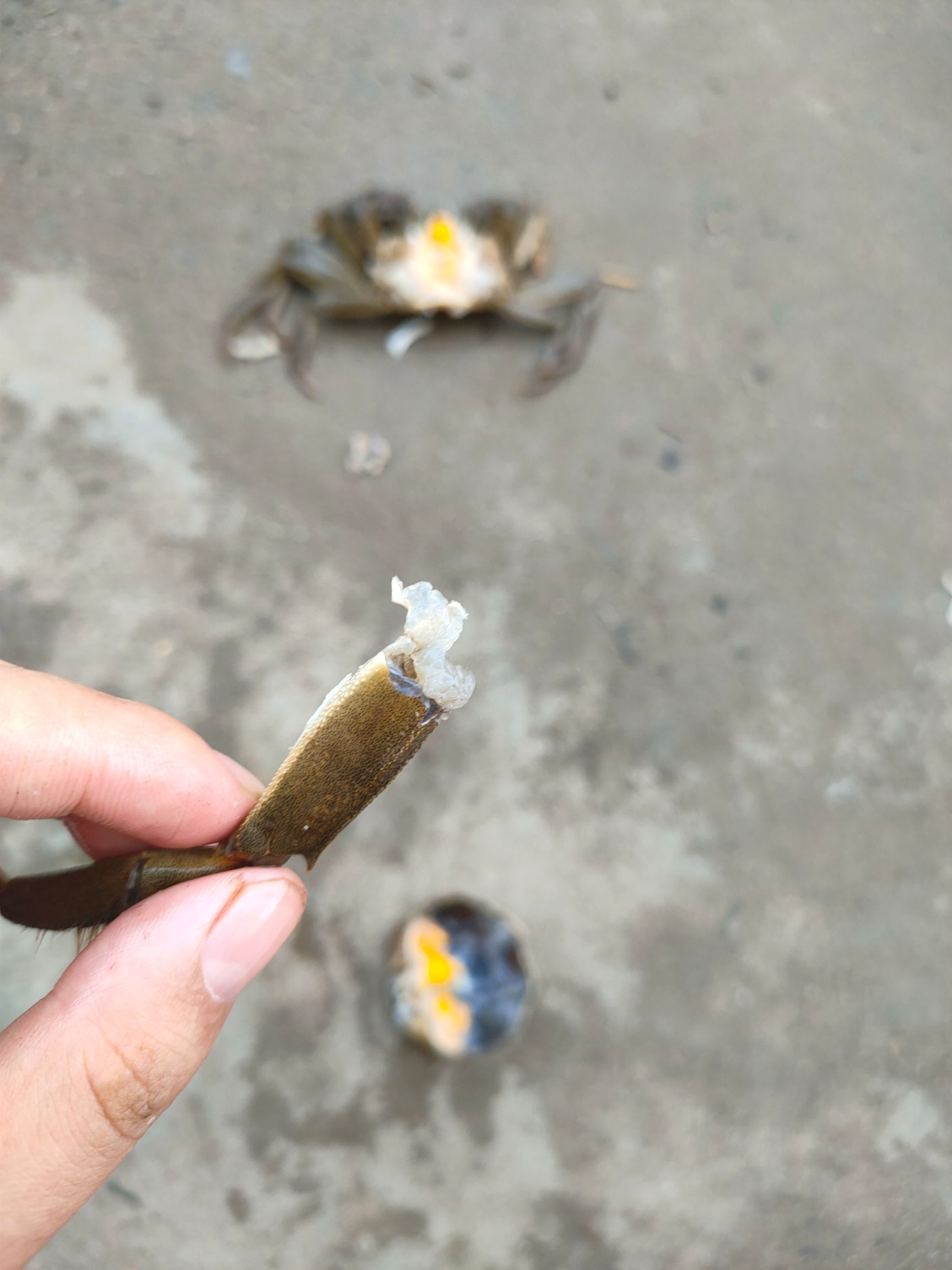 老头蟹 南京高淳本地精养塘六月黄，精品的质量，普货的价格