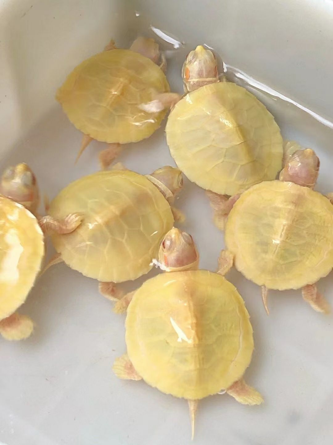 巴西，白化巴西苗，变异巴西苗