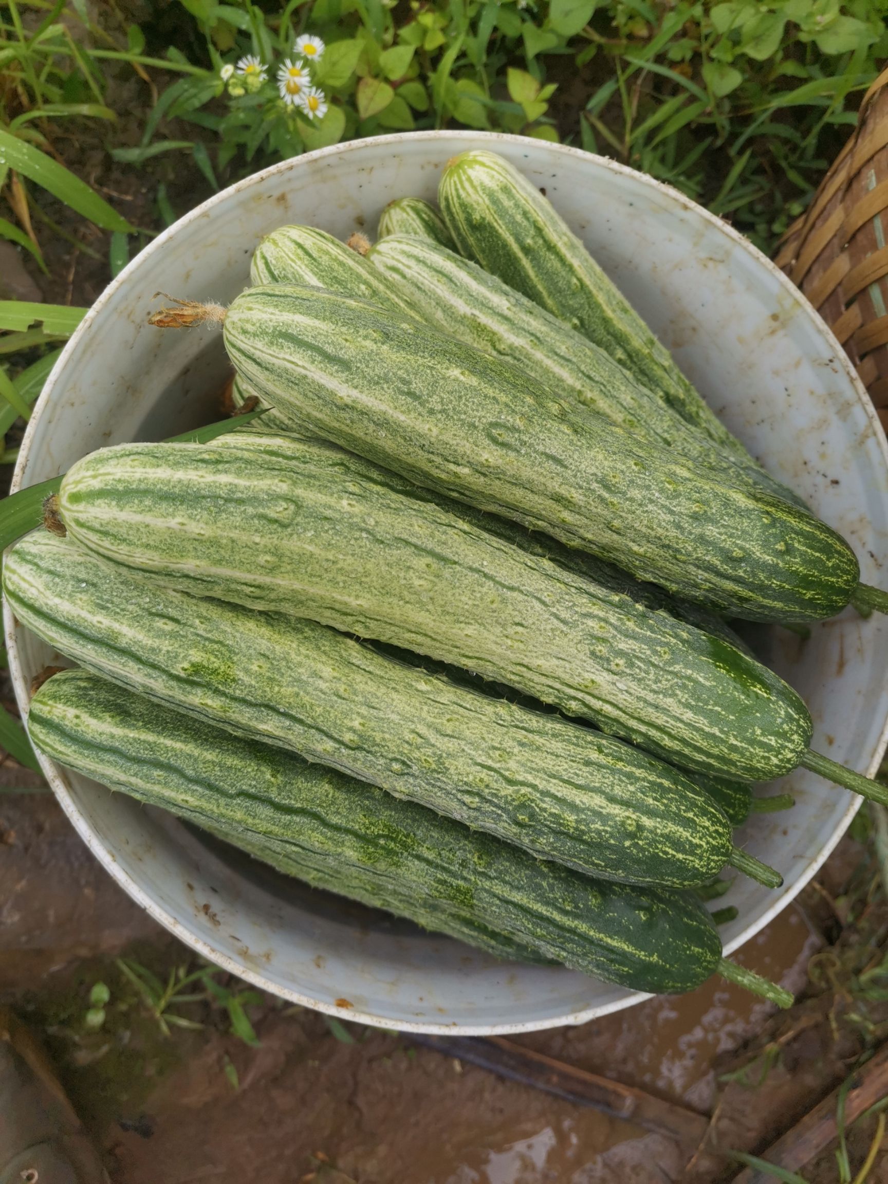 白菜大量供应