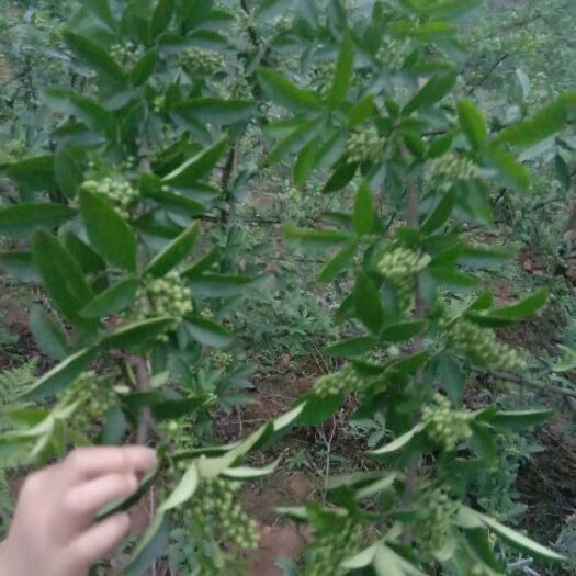 彝良县 青花椒，天然 ，规模大