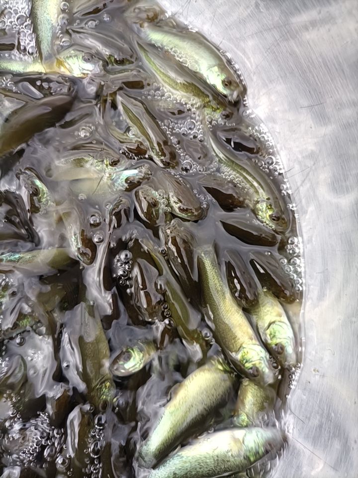 惠州丁桂鱼苗！