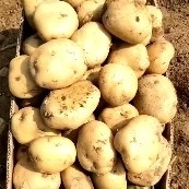  土豆产地直销 量大从优