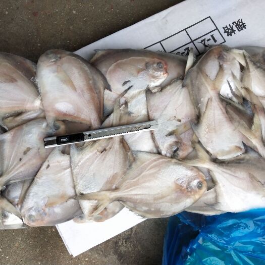 荣成市板冻单冻鲳鱼有货，价格冰点