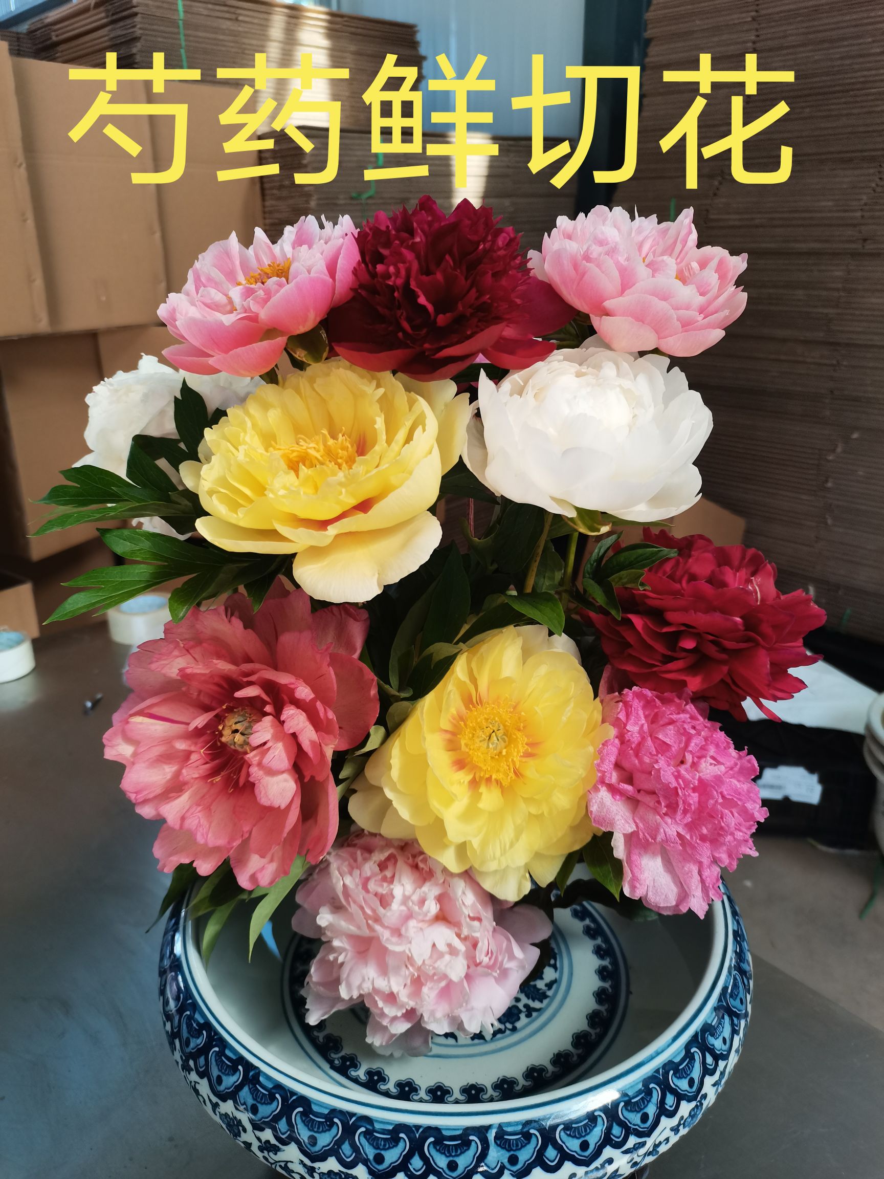 多花芍药  菏泽观赏芍药～兰富士