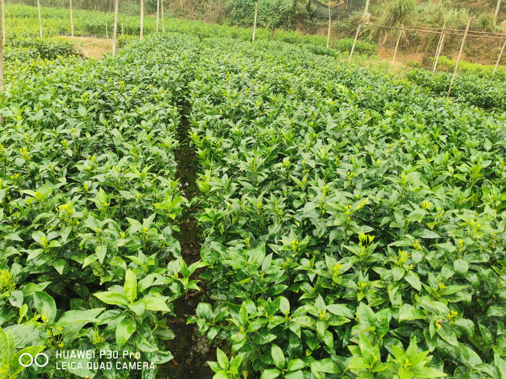 合作社直供沃柑苗