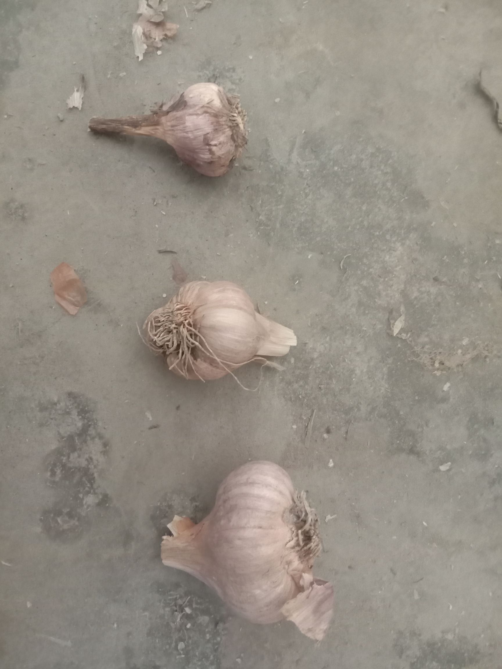 大蒜种子 四川红根软叶大蒜，四季香葱种零售批发