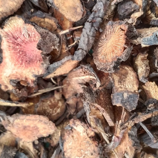地榆切片，茬色好，货优价廉