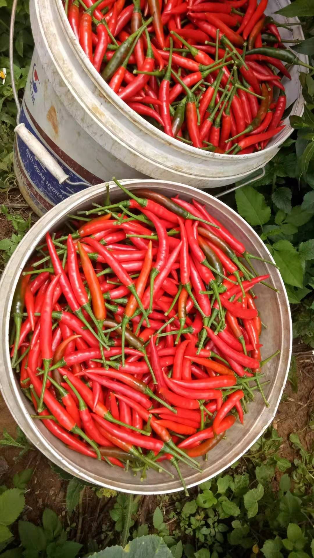 小米椒  自家种有几十亩