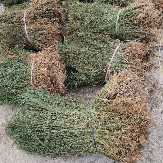 田基黄非种植青绿  天然晒干 干货量大从优