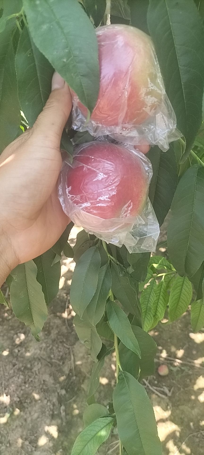 中油油桃 陕西油桃，新鲜水果，中油二十，口感脆甜