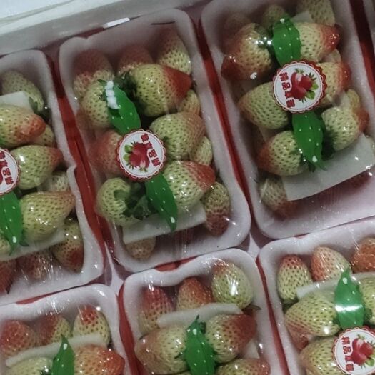 会泽县妙香草莓  草莓