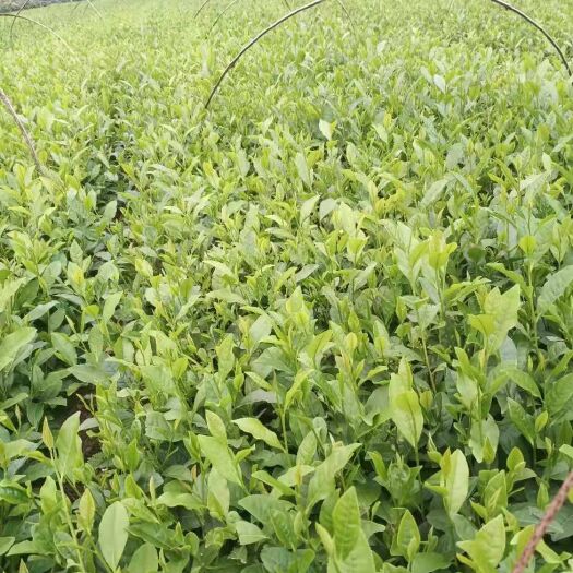 雅安茶树苗基地直供价格低品种多，质量有保证成活率高数量大等