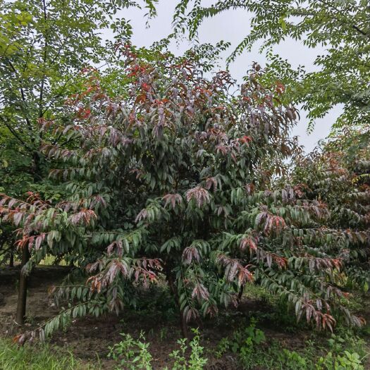 淮安 红叶碧桃