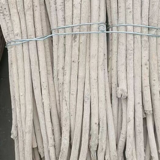 岷县白皮芪 