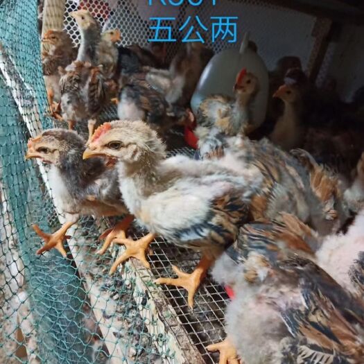 维西县脱温鸡苗 昆明脱温鸡窑鸡
