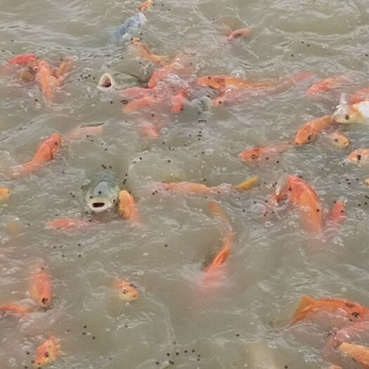 南宁 锦鲤，红鲤鱼