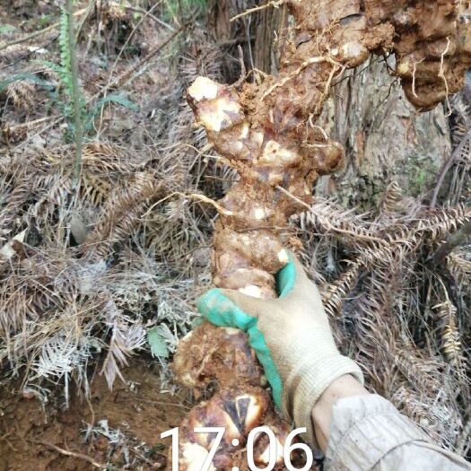连南县土茯苓，优质白肉土茯苓