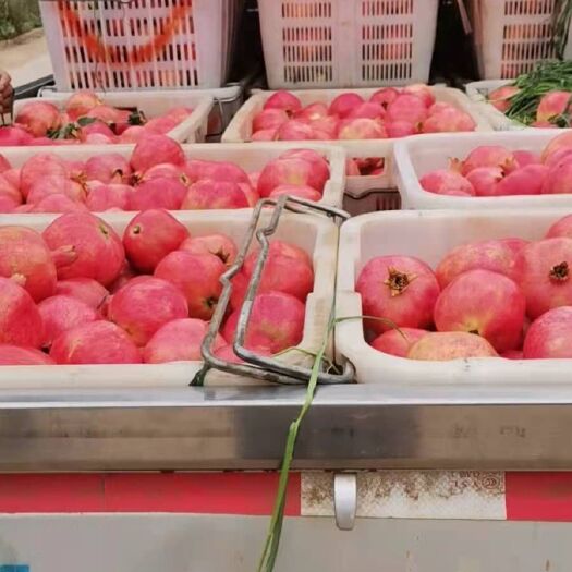 永胜县番石榴 云南省丽江市永胜县 