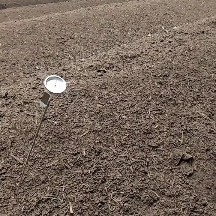 羊粪蛋羊粪球腐熟羊粪发酵羊粪肥有机肥改善土壤结构