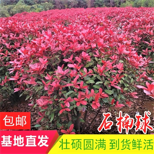 红叶石楠造型树  红叶石楠球庭院球形绿化苗木四季常青室外园林