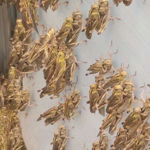 平舆县 蚂蚱，金蝉，大蚕蛹，金丝蛹 精品槐花