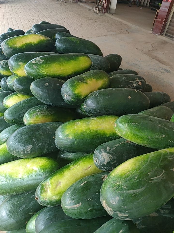 黑皮冬瓜  目前地冬瓜大上市，质量好，价格低，适应市场，特别是加工厂′