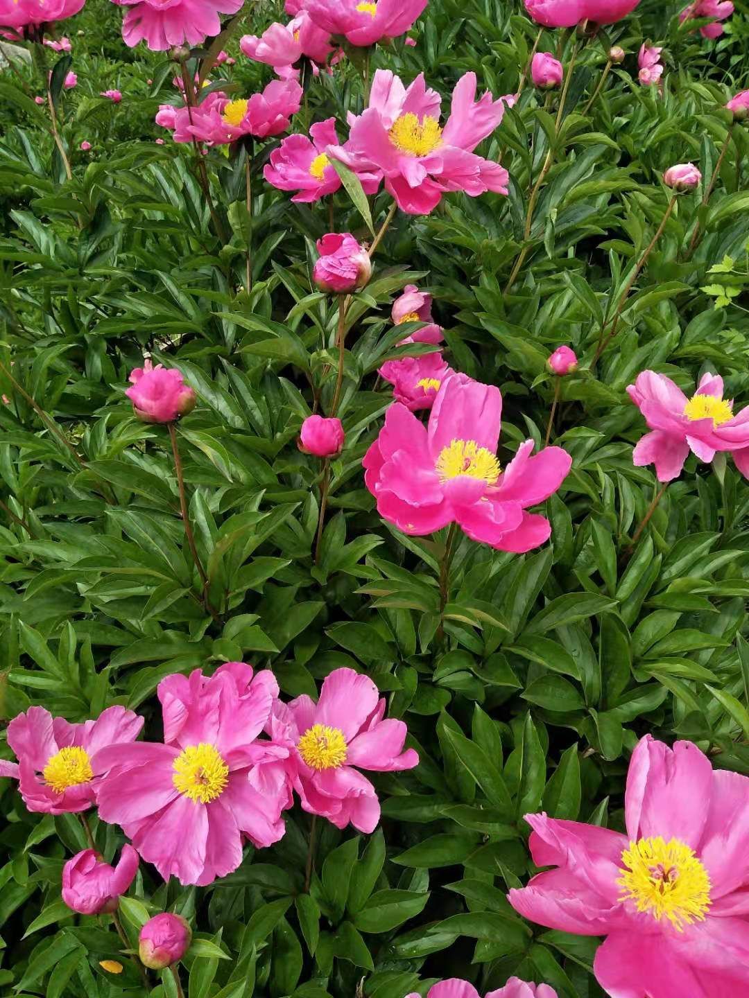 白芍种苗 四年杭白芍