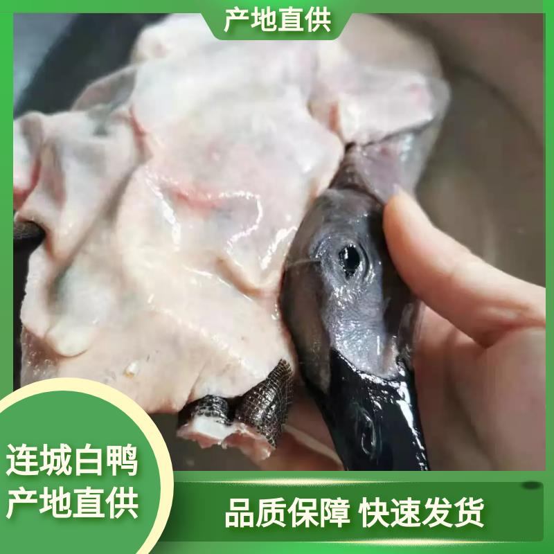 连城白鹜鸭【连城产地直发】鸭  白条鸭，各地招代