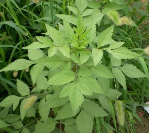武平县鬼针草