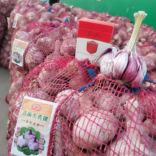  优质济南大青稞大蒜火热销售中，货源充足，先到先得，价位下滑