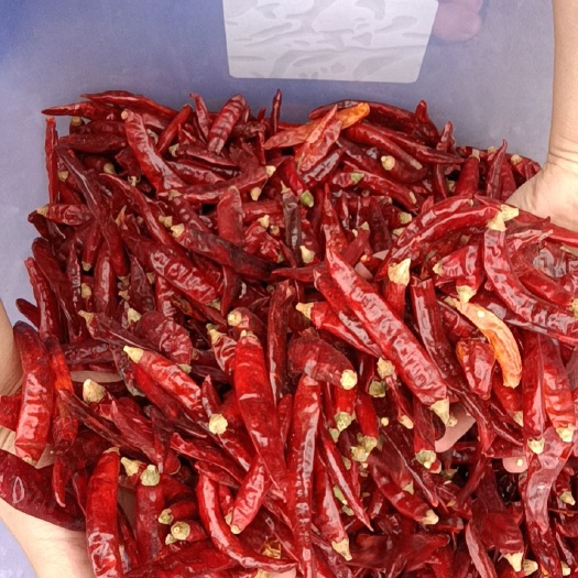 贵阳干线椒  干辣椒
