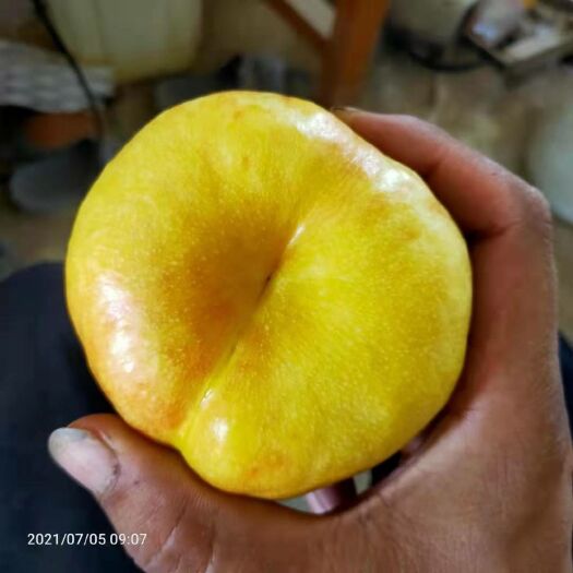 威县油蟠桃 蟠九大量上市了