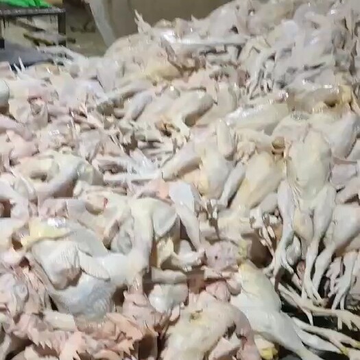 阳信县白条鸡