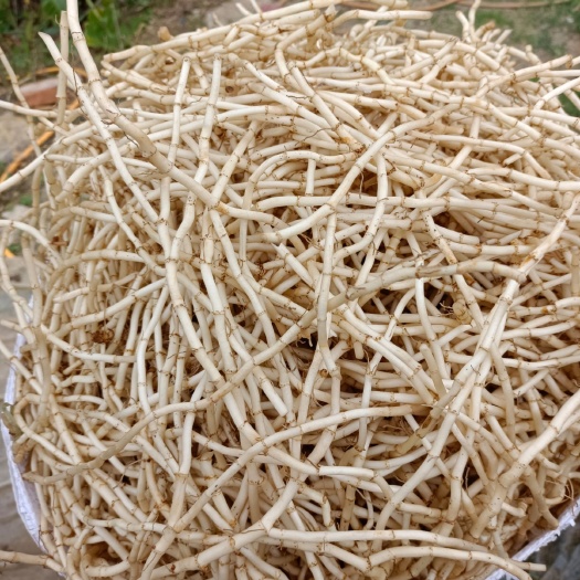 柳城县鱼腥草产地直发大量供应，白，节长，须少，脆，每天现挖