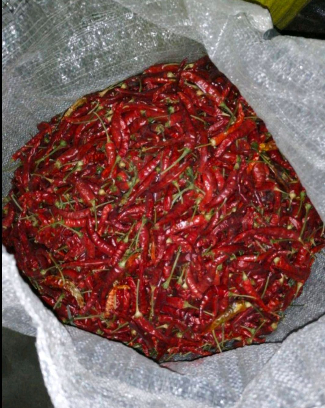 朝天椒  《遵义辣椒》辣而不辛，老干妈原产地