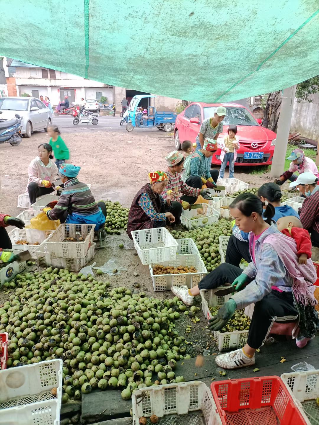 青皮核桃  大凉山盐源去青皮新鲜核桃树河核桃