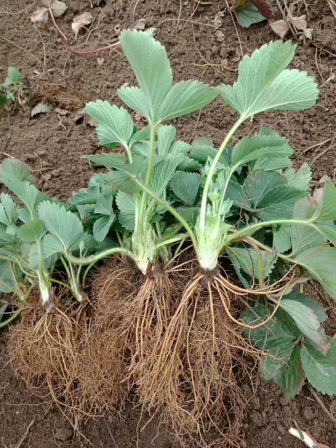 妙香7号草莓苗  自己基地培育。经验足，价格便宜。质量有保障